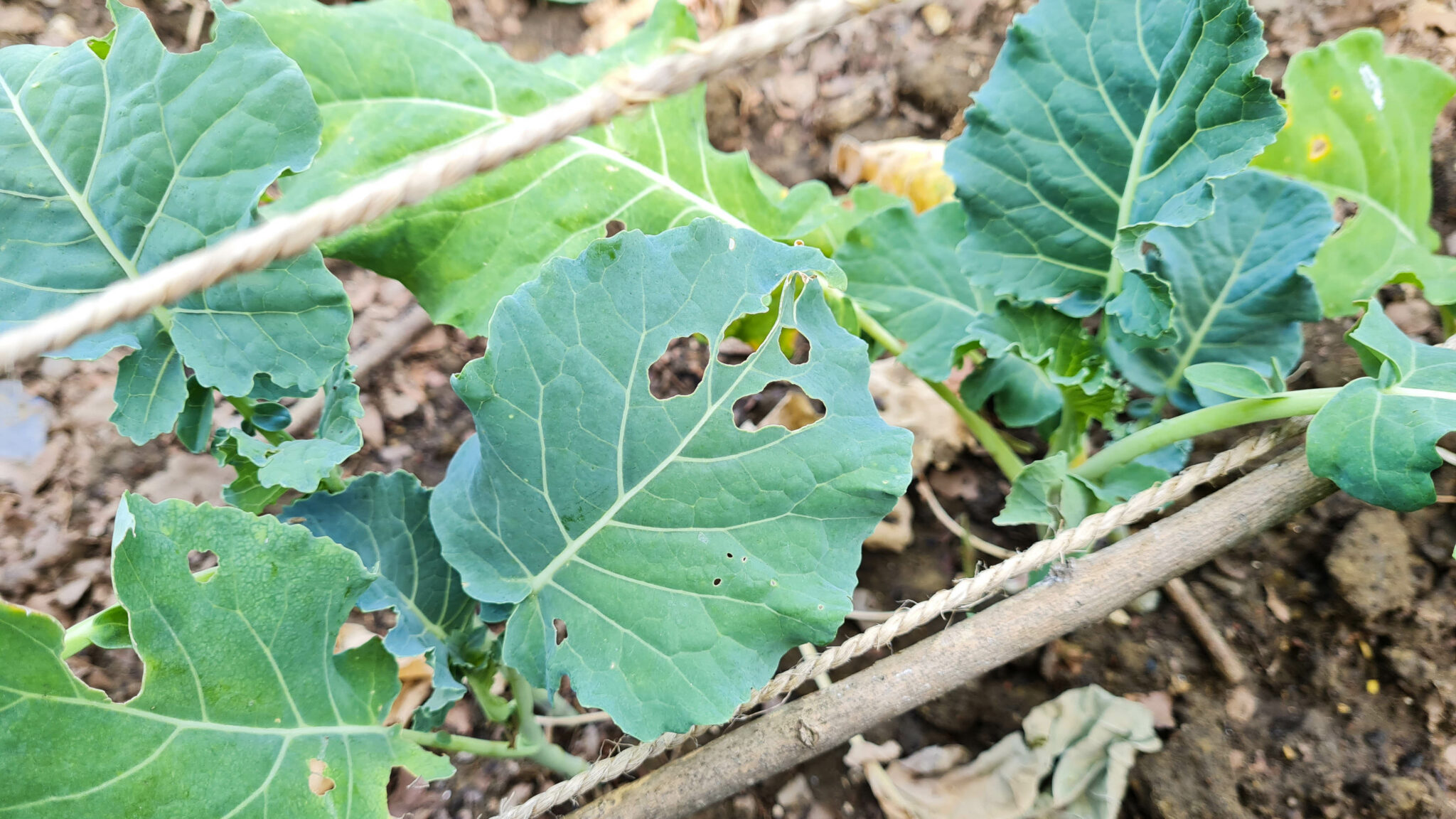 Horta Urbana Guia Completo Para Criarem A Vossa Pumpkin Pt