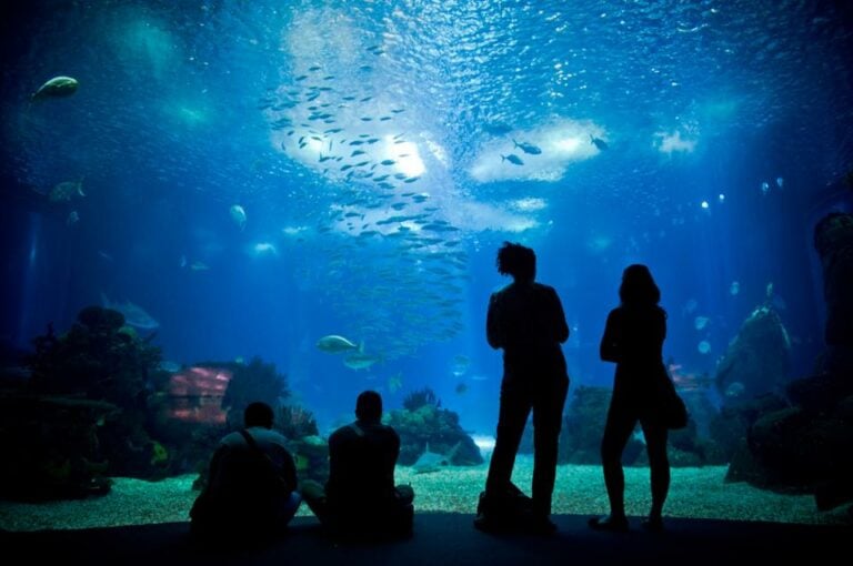 Mergulhem em família no Oceanário de Lisboa
