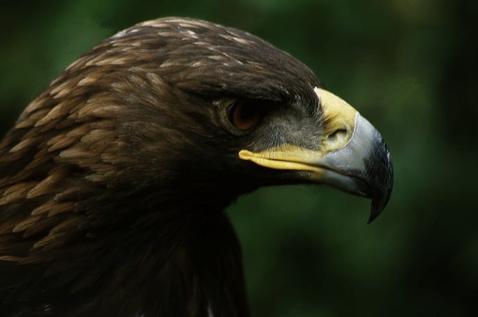 animais gerês