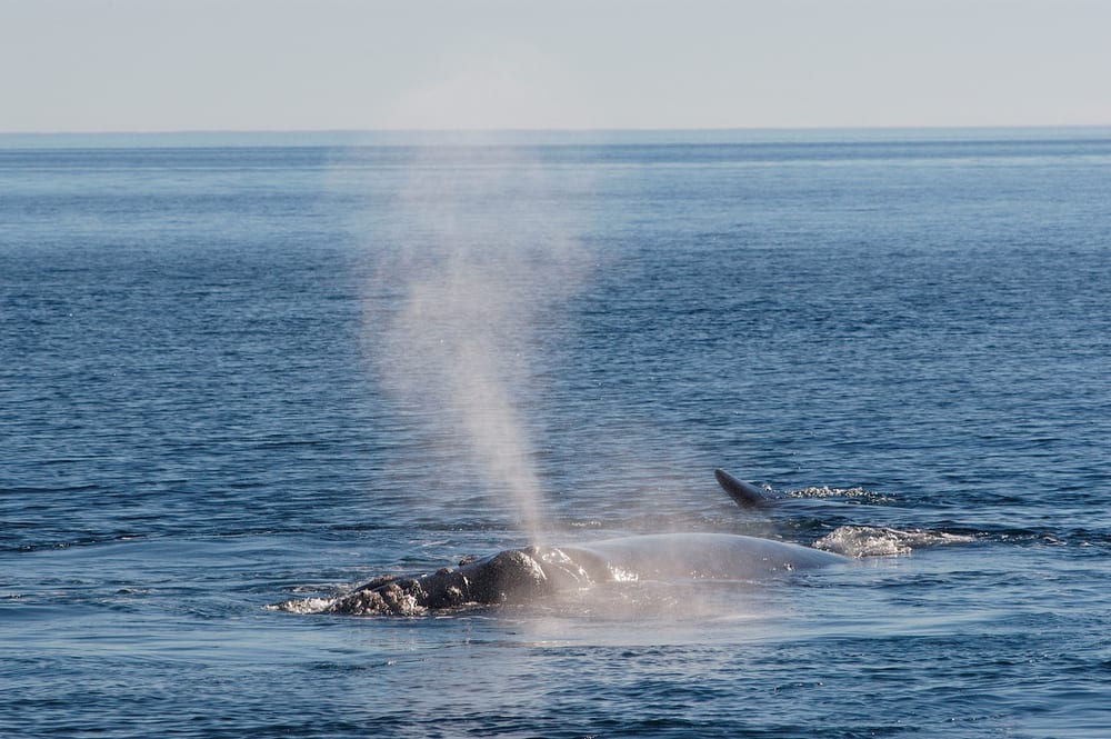 Hora do Planeta - Southern right whale blowing. Valdés Peninsula, Chubut Province, Patagonia, Argentina. UNESCO World Heritage Site.