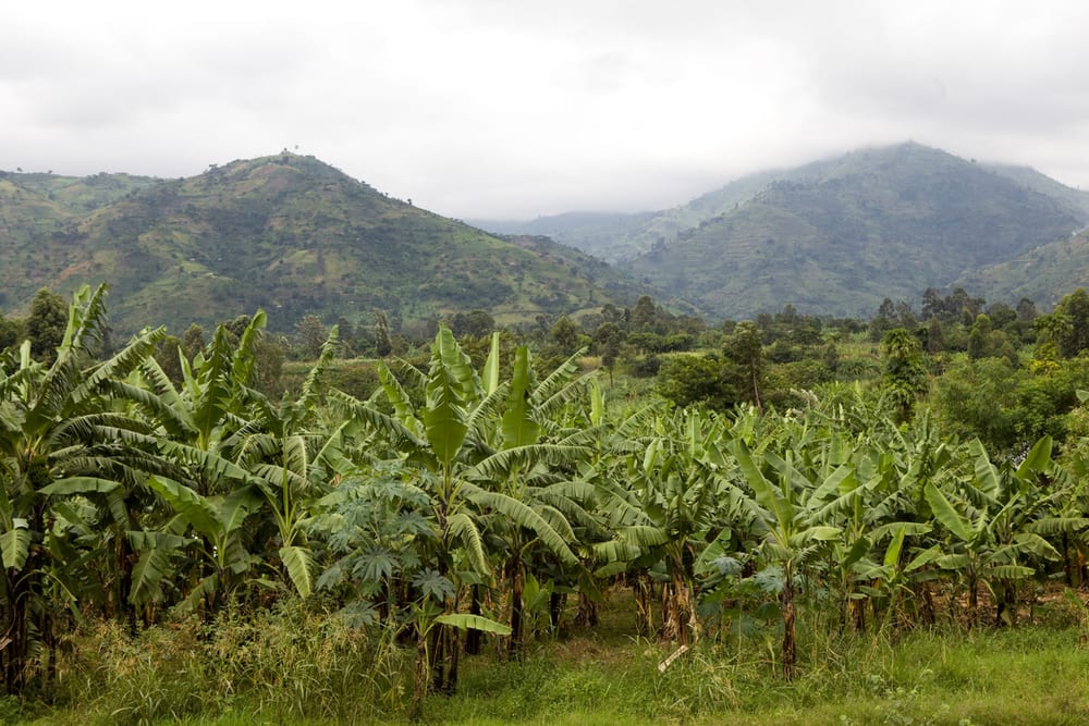 Hora do planeta - Imagem de Uganda.