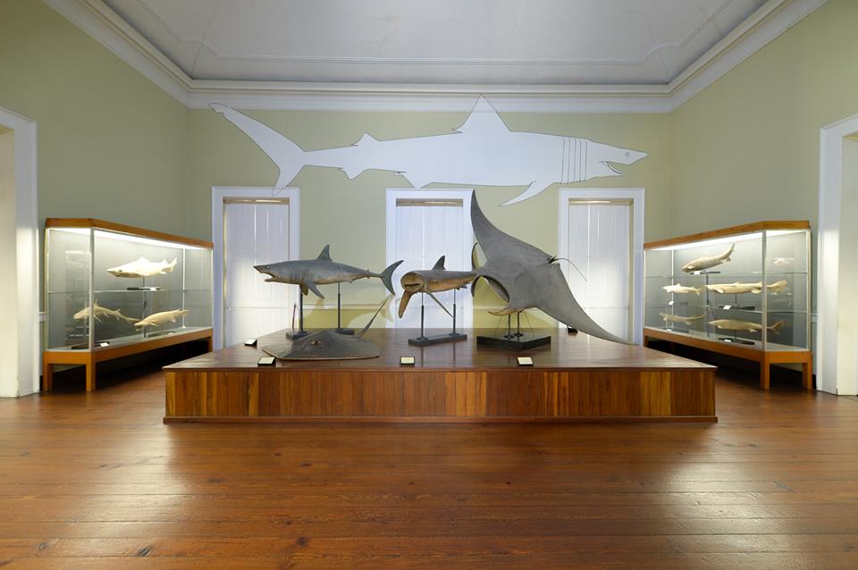 museu de história natural do funchal