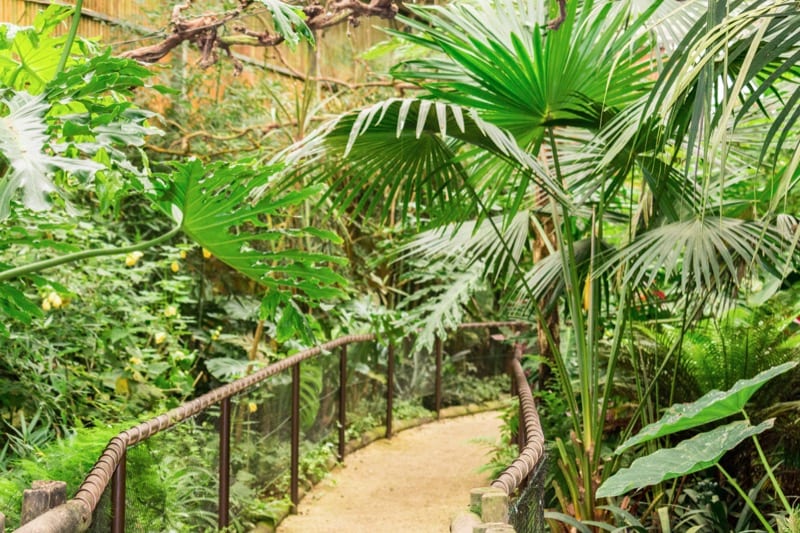 estufa tropical zoo