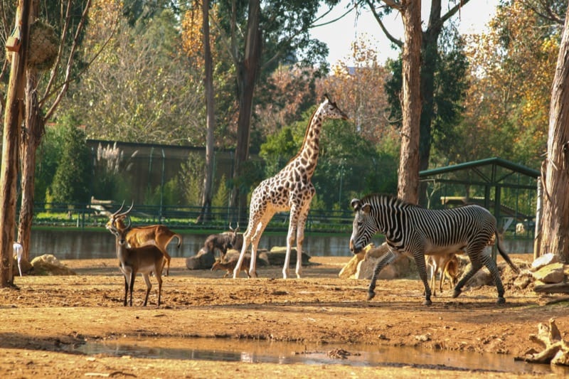 savana zoo santo inácio