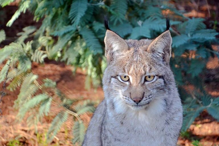 parque biológico da serra da lousã lince