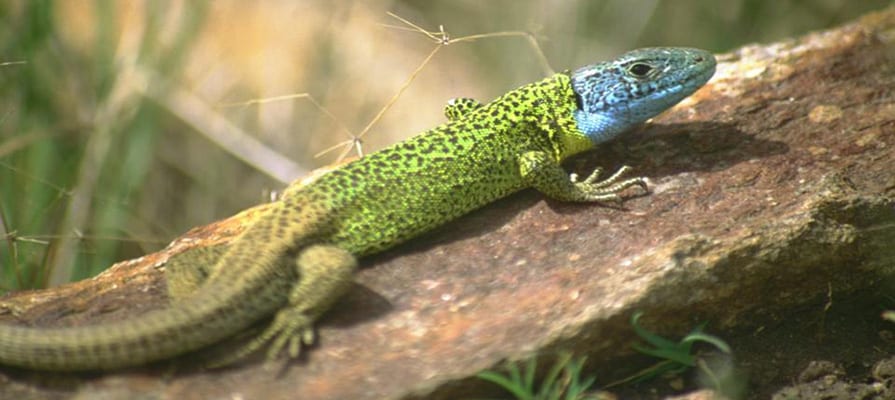 Lagarto de água