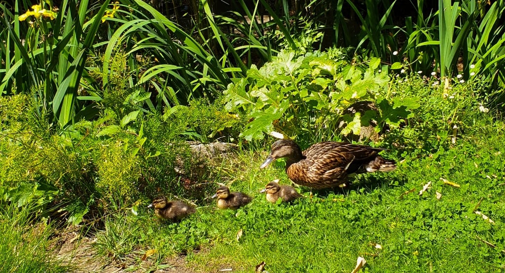 jardim Gulbenkian - patos e patinhos