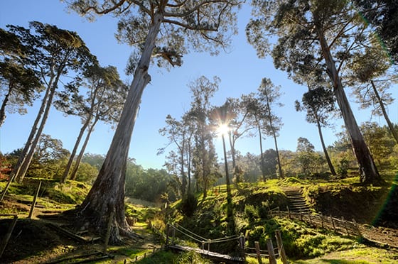 Quintinha de Monserrate