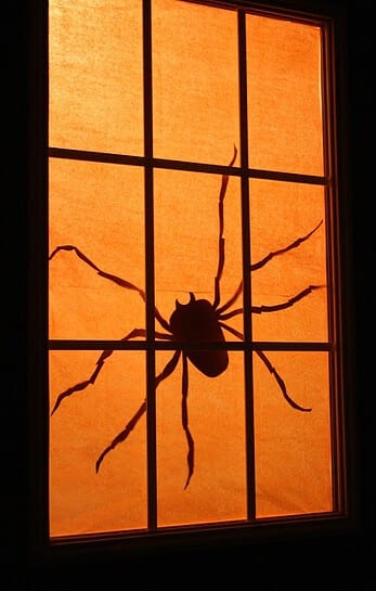 silhueta aranhas janela