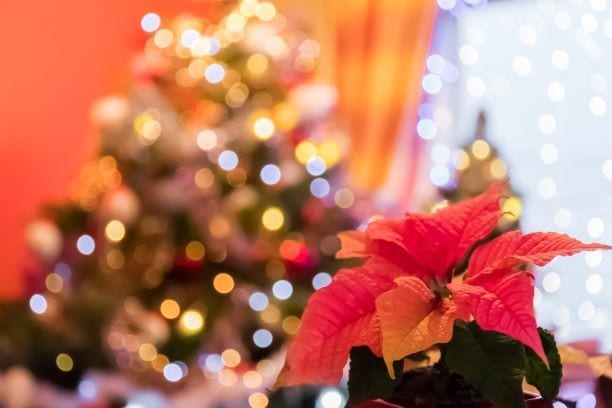 feng shui plantas de natal