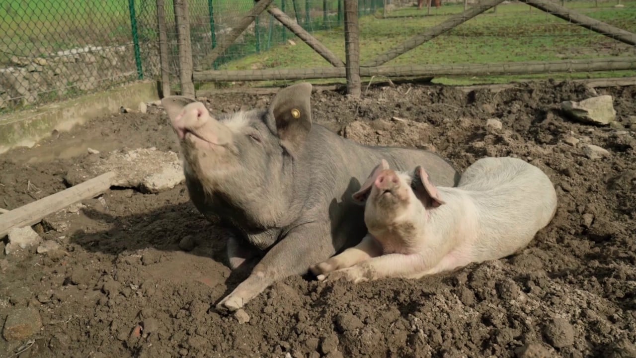 Quinta pedagógica de braga