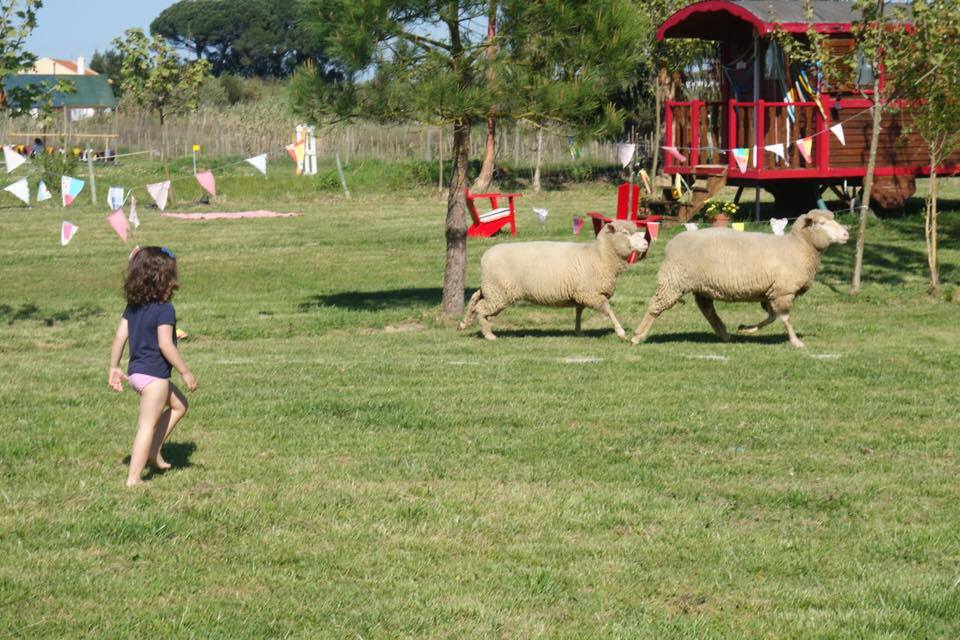 Parque Temático Rural do Tambor: ovelhas