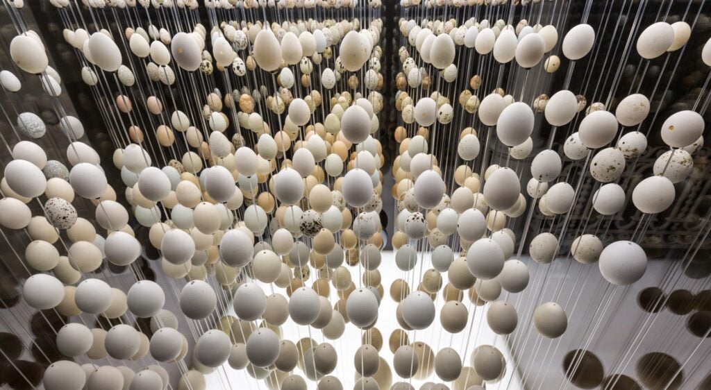 Galeria da Biodiversidade - Ovos, por Ecsite, Ciência Viva, MHNC-UP
