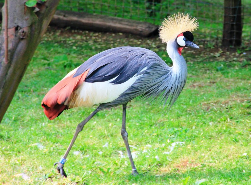 zoo de lourosa grou