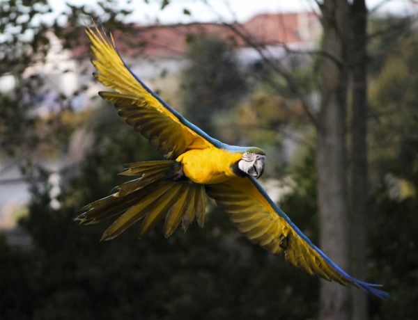 zoo santo inacio araras
