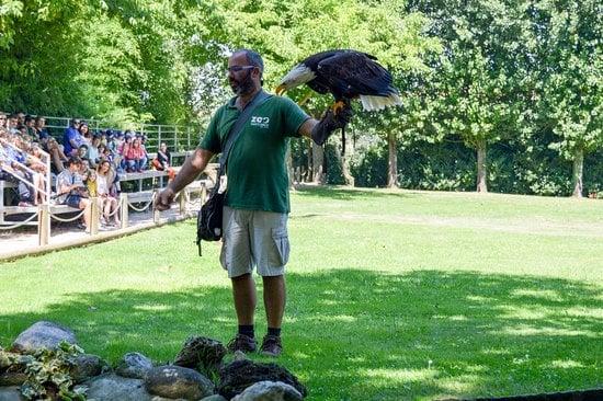 zoo santo inacio aves de rapina