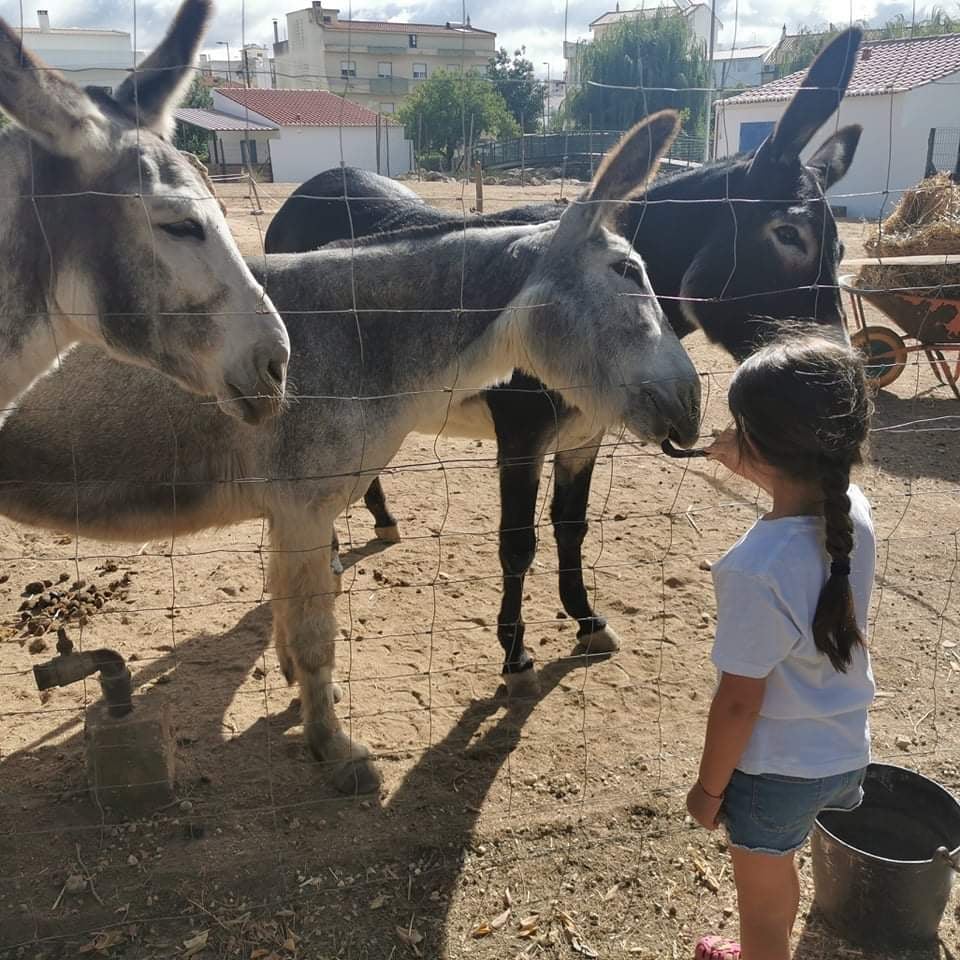 alimentar animais