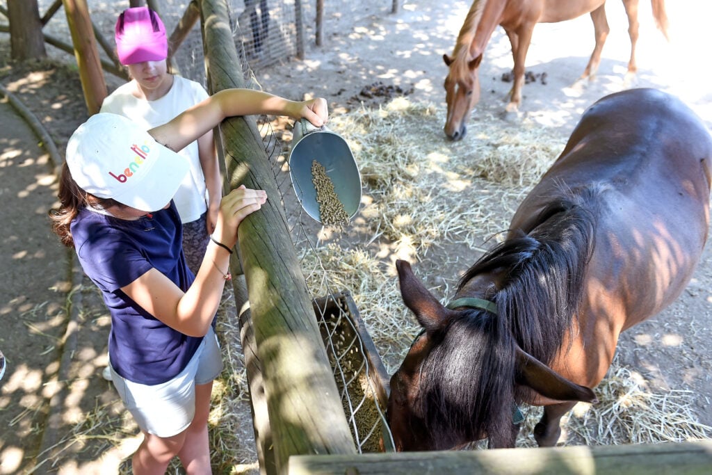 Quinta pedagógica de braga cavalo