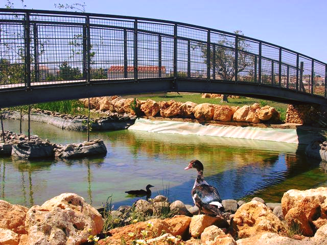 ponte