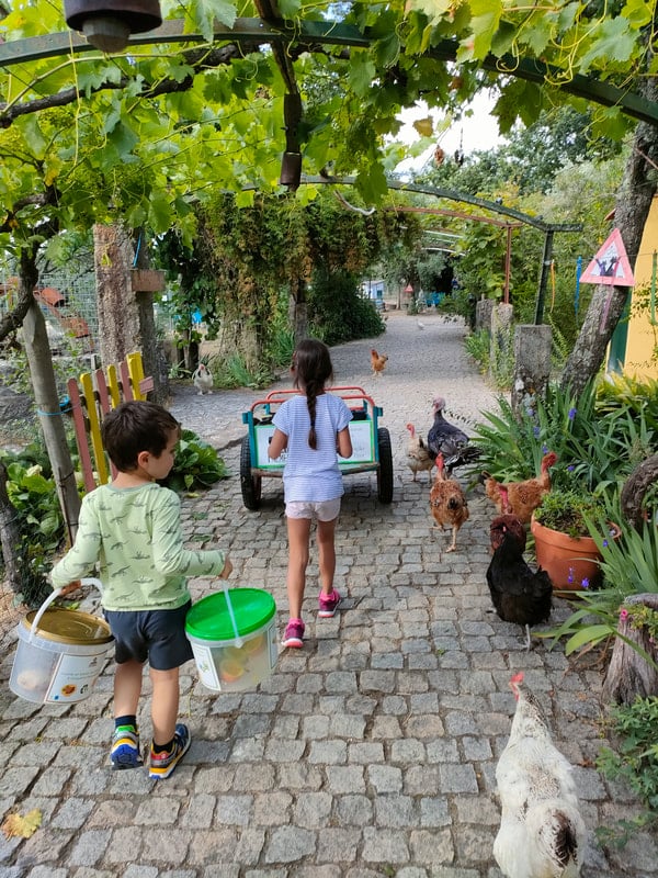 casa das palmeiras animais