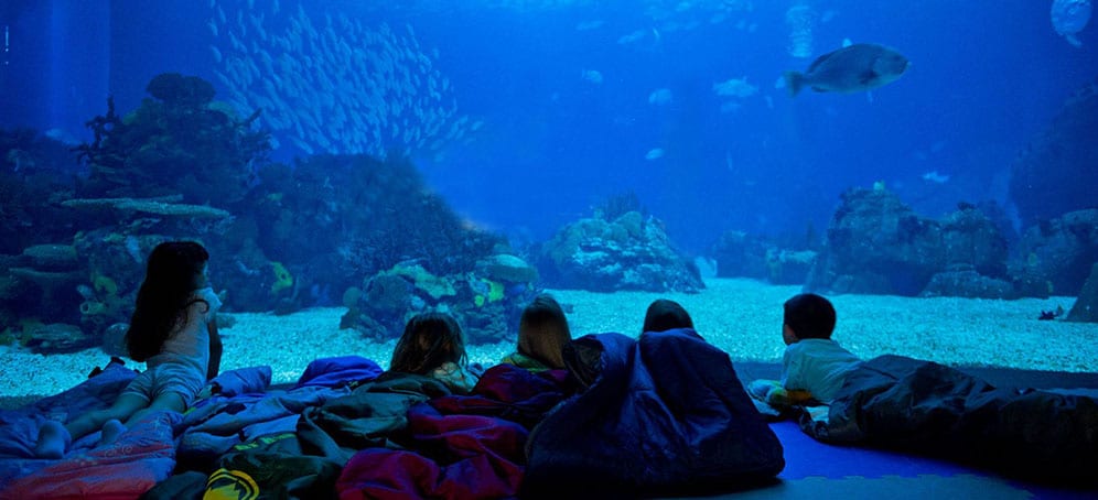 Dormindo com os Tubarões no Oceanário de Lisboa