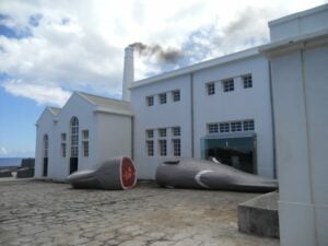 museu-baleia