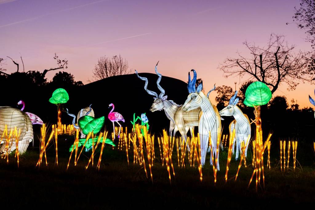 Luzes Selvagens no Zoo Santo Inácio