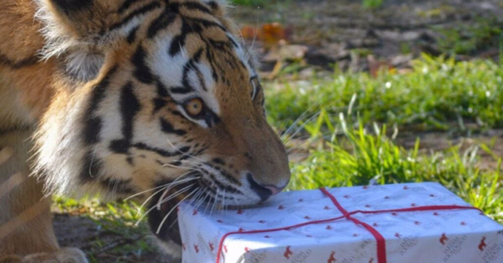 Natal no Jardim Zoológico