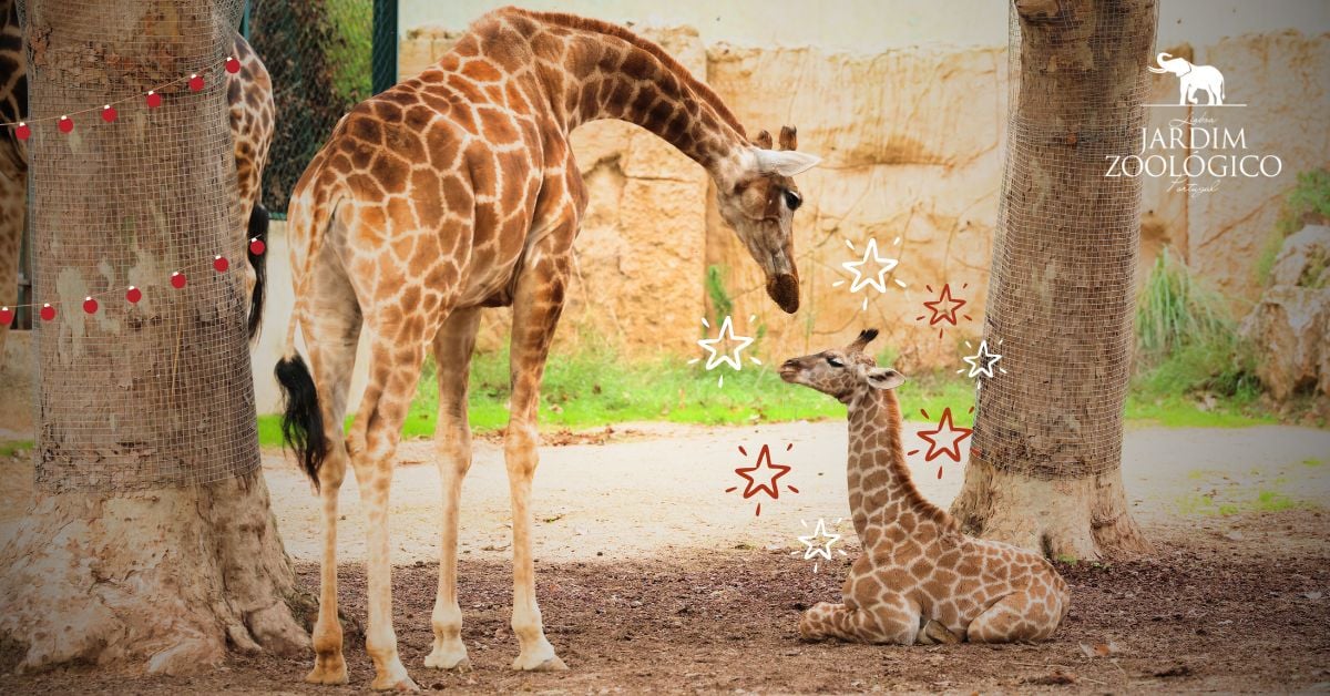Natal no Jardim Zoológico 2024 (1)
