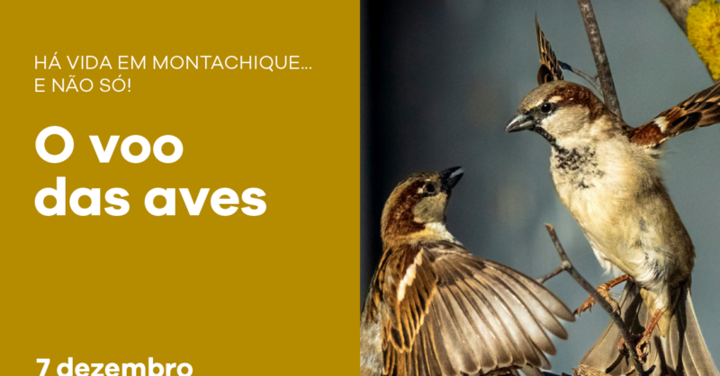 O voo das aves