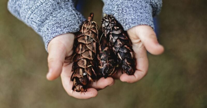 Sentidos da Natureza – Passeio guiado na Quinta das Conchas