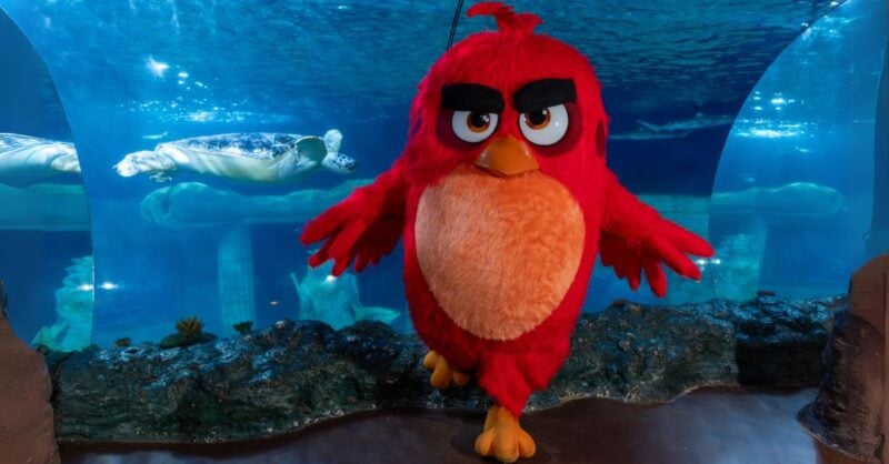 Angry Birds chegam ao SEA LIFE Porto para salvar os oceanos em perigo