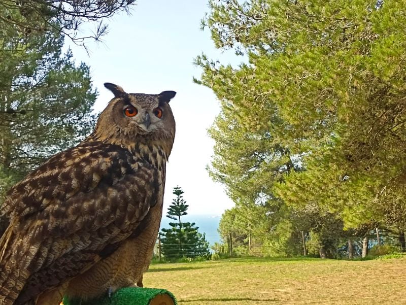 Atividades em Família com Aves de Rapina na Quinta do Bonaparte!