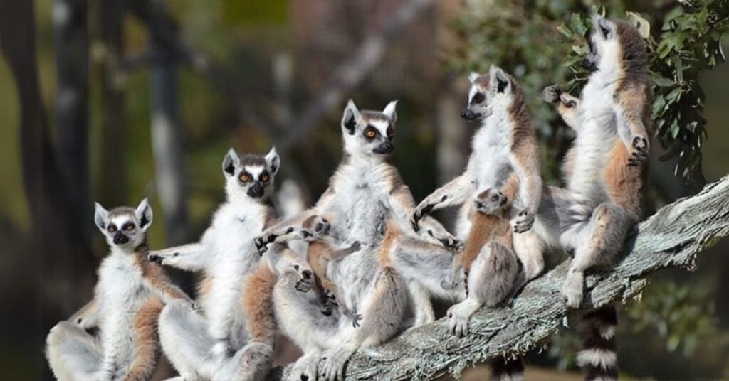 Badoca Safari Park