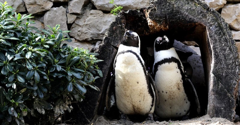 Carnaval no Jardim Zoológico