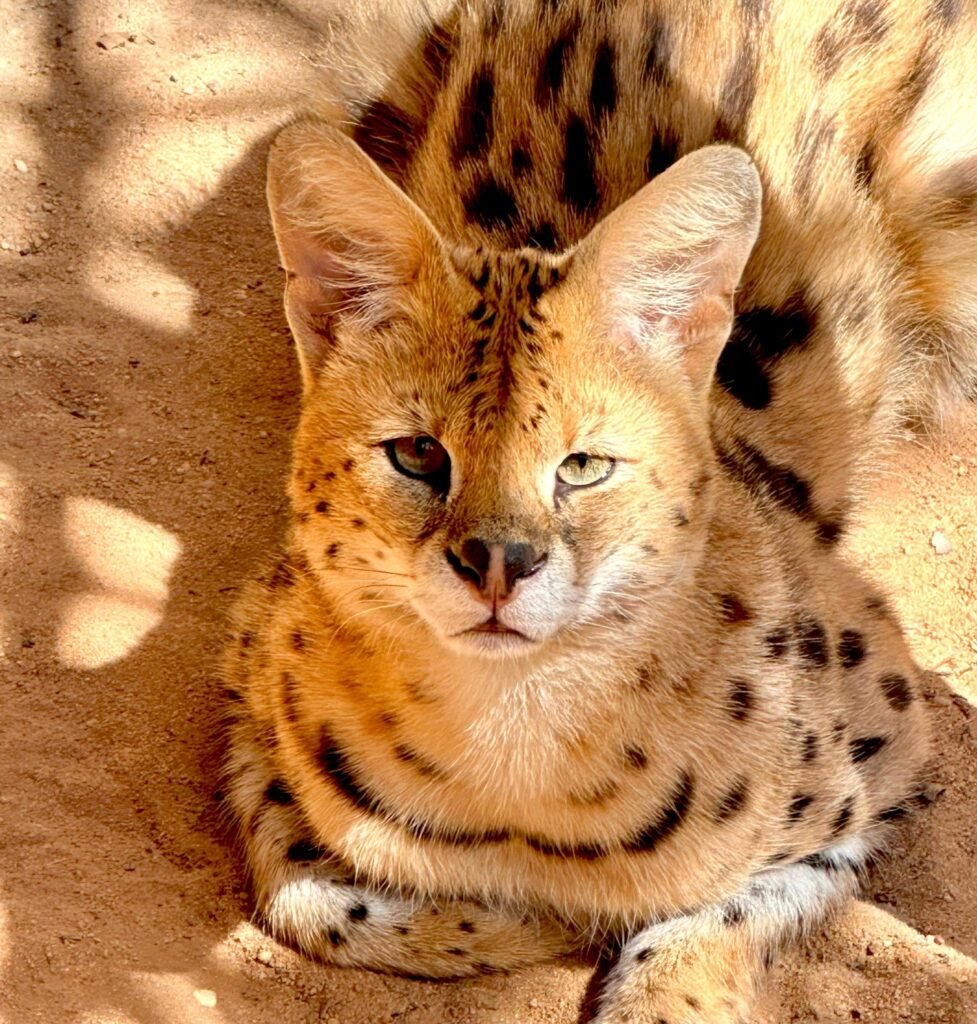 Páscoa no Badoca Safari Park