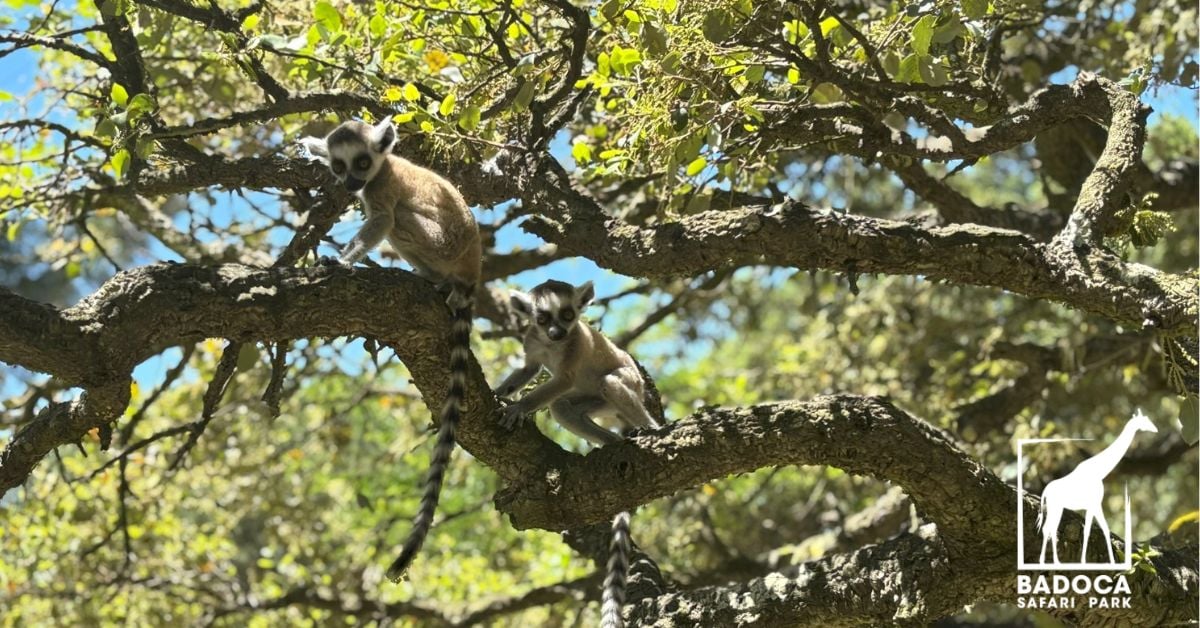Badoca Safari Park Dia da Criança