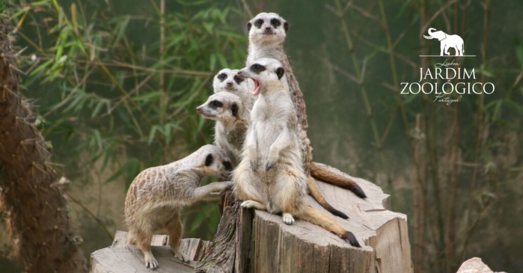 Dia da Família no Jardm Zoológico (1)