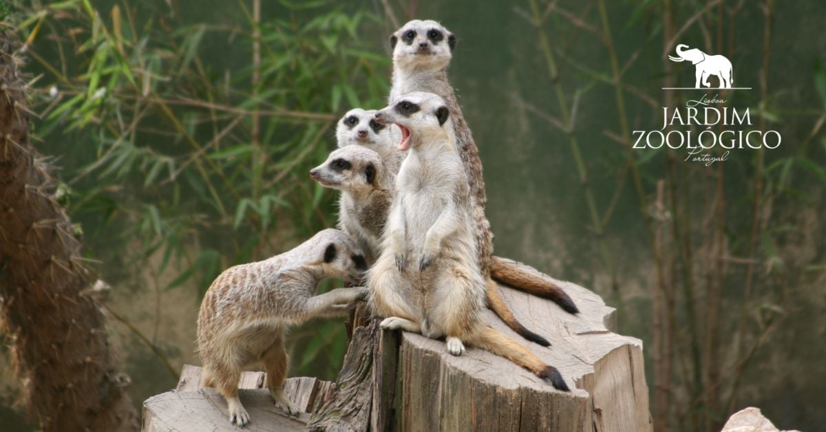 Dia da Família no Jardm Zoológico (1)