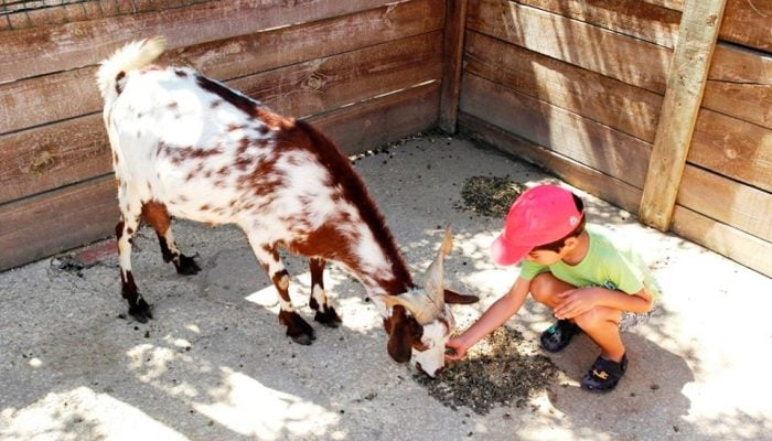 ideias gratuitas família - quinta pedagógica portimão