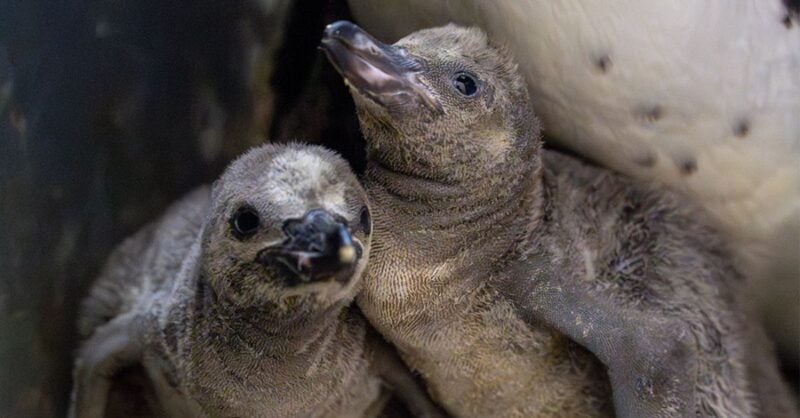 SEA LIFE Pinguins