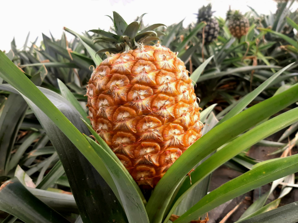 ideias gratuitas família - Plantação de Ananás dos Açores