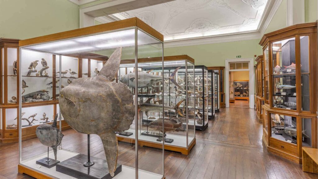 ideias gratuitas família - Museu História Natural do Funchal