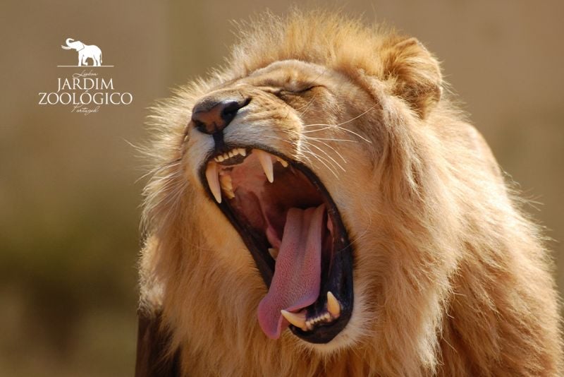 Férias no Jardim Zoológico