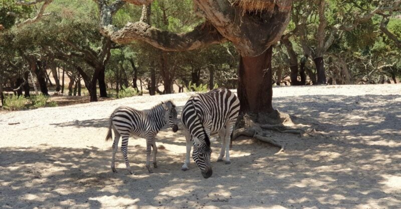 Está à procura de um zoo em Portugal? Descubra-os todos!