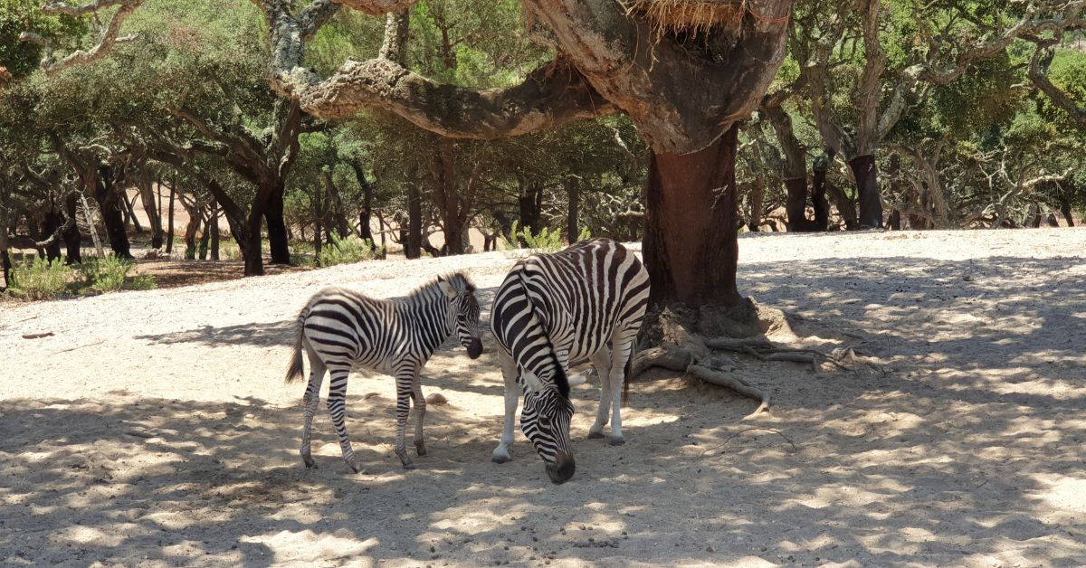 zoo em Portugal
