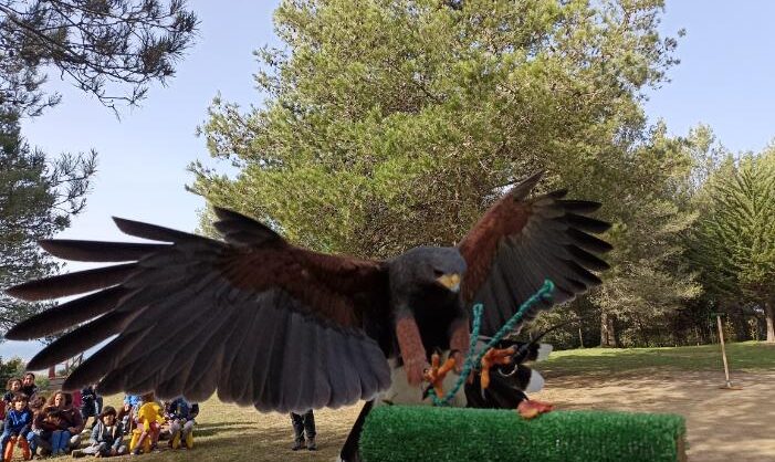 Aves de Rapina e Quinta Pedagógica juntos na Trafaria