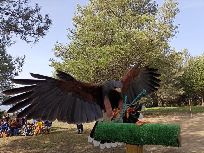 Aves de Rapina e Quinta Pedagógica na Trafaria - A-Garra Natura
