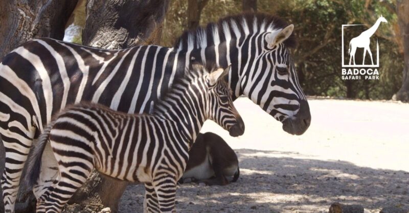 Dia dos Avós no Badoca Park: conheçam a pequena Zebra-da-planície