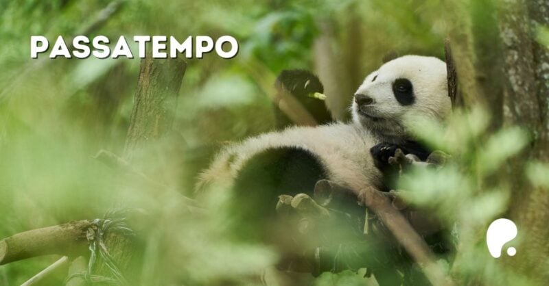 Passatempo Filme Moon o Panda